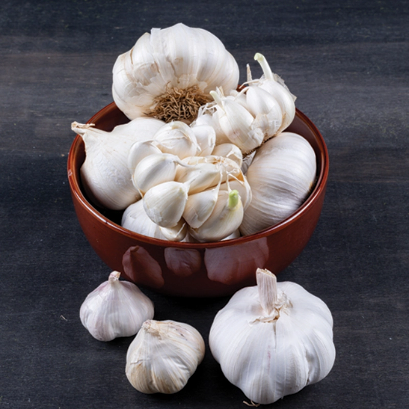 Rajasthan Garlic New